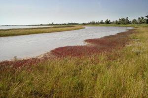 rivière littoral, sauvage la nature. photo