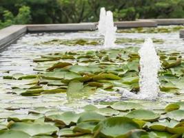 nénuphar dans l'étang photo