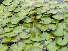 nénuphar dans l'étang photo