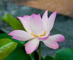 beau lotus avec de l'eau photo