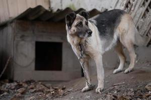 une solitaire et triste garde chien sur une chaîne près une chien maison en plein air. photo