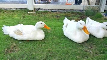 une groupe de américain Pékin ou blanc Pékin ou national canard ou anas platyrhynchos domestique séance sur le herbe sur une ferme photo