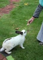 mignonne lapin en mangeant nourriture de une les personnes main. photo