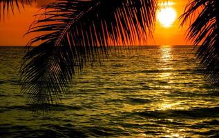 magnifique le coucher du soleil tropical plage avec paume arbre sur ciel pour Voyage et vacances photo