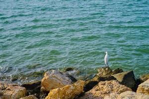 une petit héron est permanent et chasse sur le rivage. peu blanc héron, lat. egretta garzetta à la recherche à poisson dans le peu profond des eaux de le baie photo