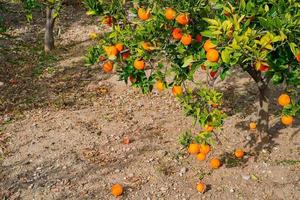 Orange arbre dans le jardin, mûr fruit des fruits tomber à le sol, saisonnier des produits. croissance des oranges dans méditerranéen région, biologique ferme idée photo