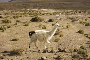 Lamas dans le désert de Dali en Bolivie photo