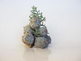 graines de cyprès de l'arizona scient. nom cupressus arizonica photo