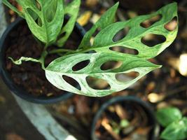 panaché plante et homalomène panaché blanc et vert feuille photo