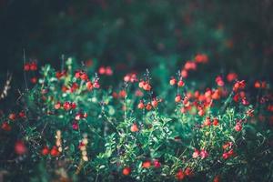 petites fleurs rouges de sauge photo
