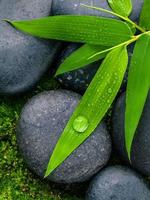 bambou vert et pierres photo