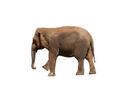 image de un africain l'éléphant , énorme pachyderme photo