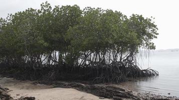 une groupe de mangrove des arbres avec beaucoup de les racines et épais feuilles sur le plage avec une Contexte de ouvert mer et clair ciel. photo