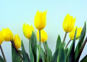 Fleurs de tulipes fleur jaune avec fond de couleur bleu clair photo