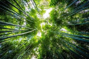 Bambouseraie dans la forêt à Arashiyama à Kyoto, Japon photo