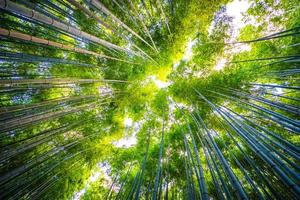 Bambouseraie dans la forêt à Arashiyama à Kyoto, Japon photo