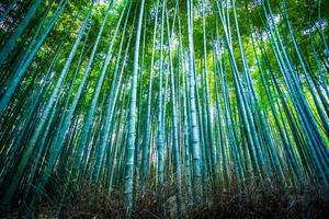 Bambouseraie dans la forêt à Arashiyama à Kyoto, Japon photo