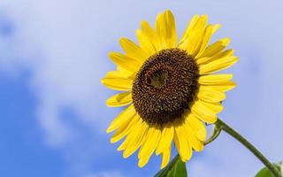 tournesol jaune vif photo