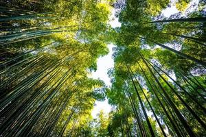 Bambouseraie dans la forêt à Arashiyama à Kyoto, Japon photo