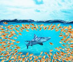 poissons rouges groupe entourer le requin. concept de unité est force, travail d'équipe et Partenariat photo