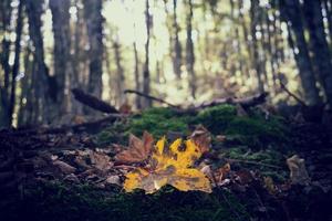 Orange feuilles sur le sol. concept de tomber et l'automne photo