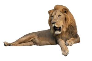 adorable réaliste sauvage Lion Roi de le jungle isolé, panthera Leo carnivore prédateur photo