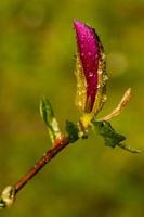 bourgeon de macro magnolia recouvert de gouttes photo