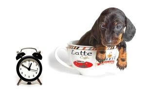 le teckel chiot dans une grand tasse de café regards à le l'horloge isolé sur une blanc Contexte. photo