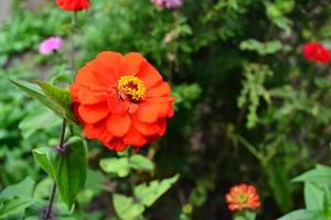 rouge fleur dans ouvert jardin photo