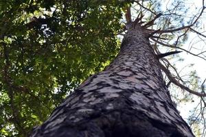 pin arbre dans Binsar faune sanctuaire photo