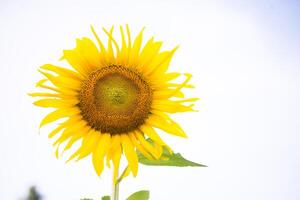 photo magnifique tournesols dans le champ Naturel arrière-plan,