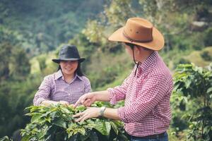 agriculteur café est récolte café baies dans café cultiver. photo