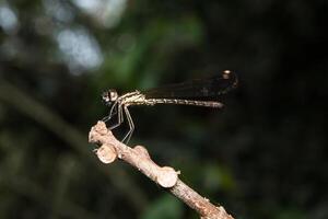 libellule sur arbre branche photo