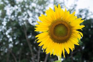 photo magnifique tournesols dans le champ Naturel arrière-plan,