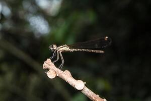 libellule sur arbre branche photo