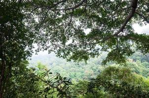 vert forêt Contexte dans une ensoleillé journée ,tropical forêt photo
