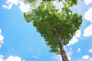 vert feuilles et gros arbre sur bleu ciel Contexte photo