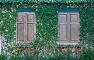 fermé bois fenêtre et une mur couvert avec lierre, bois fenêtre et vert léche-botte plante sur mur photo