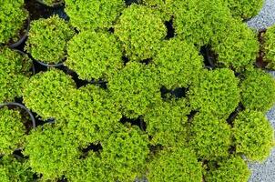 planter du pin dans des semis d'arborvitae verts en pot, vue de dessus photo