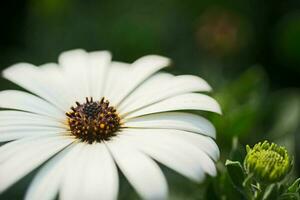 gros plan macro fleur blanche photo