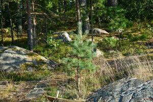 Stockholm Suède archipel sauvage forêt photo