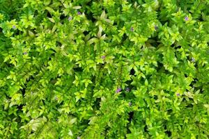 plante innombrable Frais et vert feuilles ,beaucoup détails vert feuilles mur arrière-plan, haut vue photo