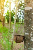 Arbre à caoutchouc et bol rempli de latex.latex naturel dégoulinant d'un arbre à caoutchouc dans une plantation d'arbres à caoutchouc photo