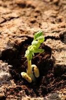 Arachide plante pousse dans agricole atterrir. photo