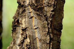 le sauvage arbre tige. photo