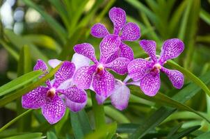 magnifique orchidées fleurs violet tropical Thaïlande sont épanouissement dans le jardin photo