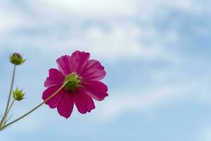 rose cosmos fleur photo