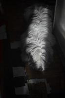 chien à Accueil sur sol. animal de compagnie dans appartement. animal dans couloir. photo
