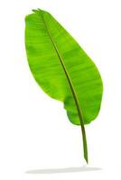 motif de feuilles vertes, feuilles de banane isolées sur fond blanc, inclure un tracé de détourage photo