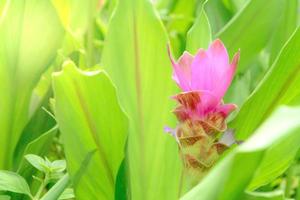 Siam tulipe, gros plan rose fleur de vert feuilles sur brouiller pour la nature Contexte photo